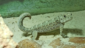 Skorpionschwanzgeckos (Pristurus carteri Masirah) von DRAGONZOO.de