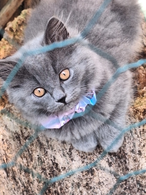 Britisch Kurzhaar und Langhaar blue Kitten mit Stammbaum Bild 2