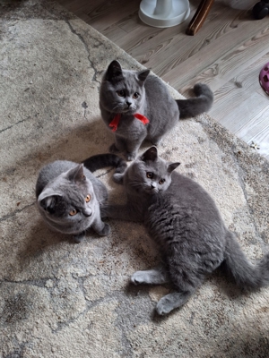 Britisch Kurzhaar und Langhaar blue Kitten mit Stammbaum Bild 10