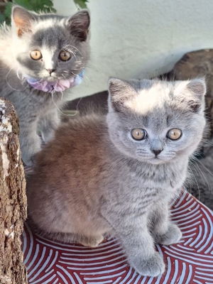 Britisch Kurzhaar und Langhaar blue Kitten mit Stammbaum Bild 3