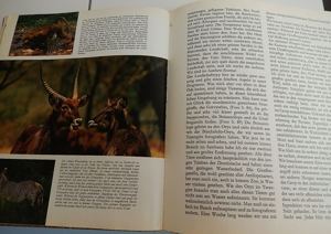 Erlebte Wildnis - Hans D. Dossenbach - ISBN 3-85805-013 X Bild 4
