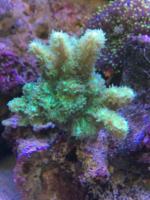 LPS neon Ultra Hydnophora Koralle meerwasser Aquarium Bild 1