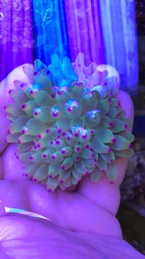 Anemone Koralle Entacmaea quadricolor Meerwasser Sunburst Bild 4