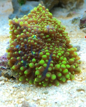 Scheibenanemone Ricordea Korallen Meerwasser Aquarium