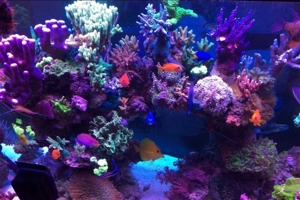 Reef Rock Meerwassergestein Meerwasser Aquarium Bild 2