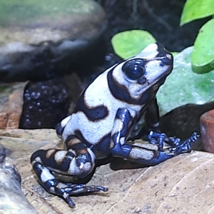 Dendrobates auratus Pena Blanca