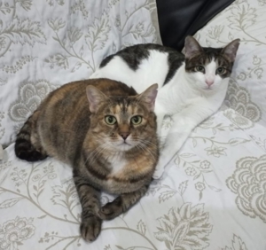 liebe Katzen Maroneta und Blanquita suchen nach Schicksalsschlag ein Zuhause mit Garten Bild 1