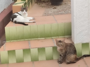 liebe Katzen Maroneta und Blanquita suchen nach Schicksalsschlag ein Zuhause mit Garten Bild 3