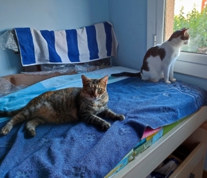 liebe Katzen Maroneta und Blanquita suchen nach Schicksalsschlag ein Zuhause mit Garten Bild 10