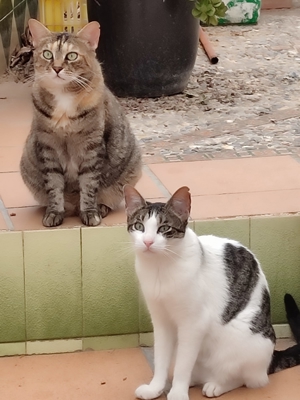 liebe Katzen Maroneta und Blanquita suchen nach Schicksalsschlag ein Zuhause mit Garten Bild 9