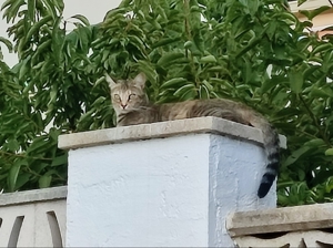 liebe Katzen Maroneta und Blanquita suchen nach Schicksalsschlag ein Zuhause mit Garten Bild 8