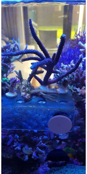 Acropora staghorn Blau sps Meerwasser korallen Ableger Bild 2