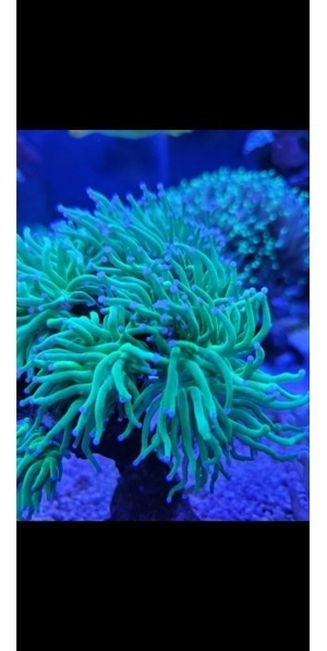 Euphyllia glabrences toxic green Lps Meerwasser Korallen Ableger