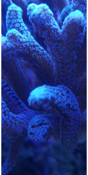 seriatopora lila Ableger korallen acropora sps Meerwasser Bild 2