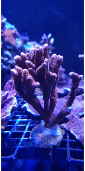 Montipora digitata rot sps Acropora Meerwasser