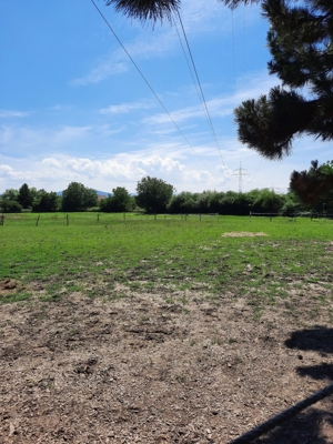 Pferdeboxen zu vermieten Bild 3