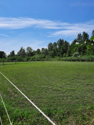 Pferdeboxen zu vermieten Bild 5