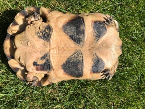 zwei Breitrandschildkröten weiblich Bild 4