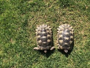 zwei Breitrandschildkröten weiblich Bild 5
