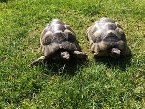 zwei Breitrandschildkröten weiblich Bild 8