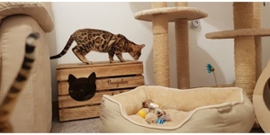 Reinrassiger Bengal Deckkater mit Stammbaum Bild 5