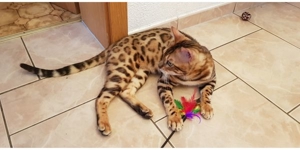 Reinrassiger Bengal Deckkater mit Stammbaum Bild 4