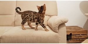Reinrassiger Bengal Deckkater mit Stammbaum Bild 3