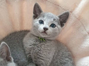 Absolute Schönheiten & total Menschenbezogene Katzenkinder, mit Ahnentafel Bild 12