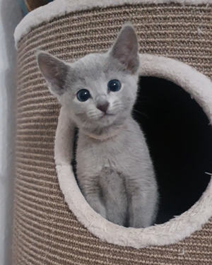 Absolute Schönheiten & total Menschenbezogene Katzenkinder, mit Ahnentafel Bild 14