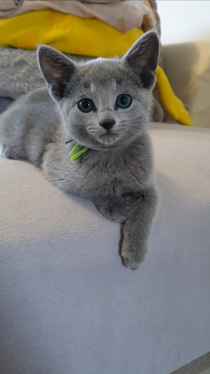 Absolute Schönheiten & total Menschenbezogene Katzenkinder, mit Ahnentafel Bild 10