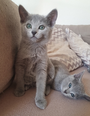 Absolute Schönheiten & total Menschenbezogene Katzenkinder, mit Ahnentafel Bild 19