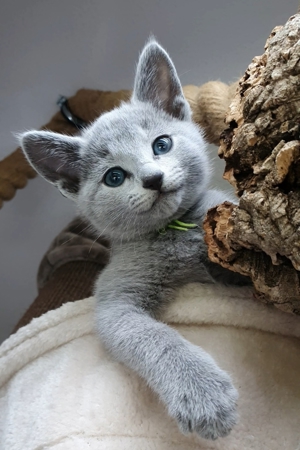 Absolute Schönheiten & total Menschenbezogene Katzenkinder, mit Ahnentafel Bild 7