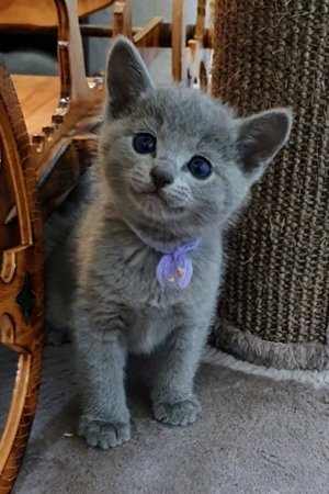 Absolute Schönheiten & total Menschenbezogene Katzenkinder, mit Ahnentafel Bild 4