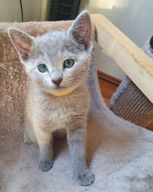 Absolute Schönheiten & total Menschenbezogene Katzenkinder, mit Ahnentafel Bild 5