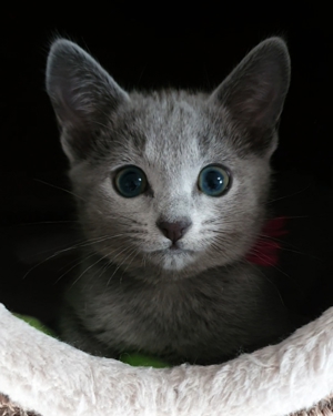 Absolute Schönheiten & total Menschenbezogene Katzenkinder, mit Ahnentafel Bild 11