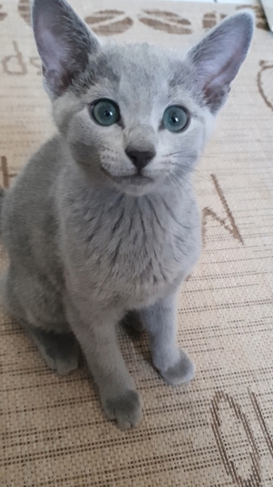 Absolute Schönheiten & total Menschenbezogene Katzenkinder, mit Ahnentafel Bild 13