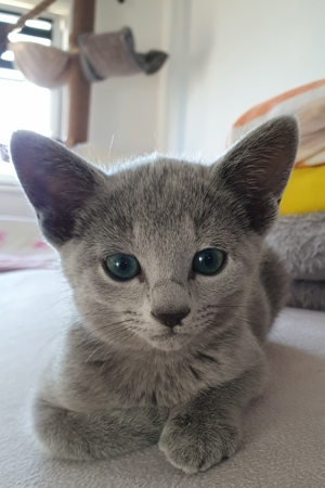 Absolute Schönheiten & total Menschenbezogene Katzenkinder, mit Ahnentafel Bild 8