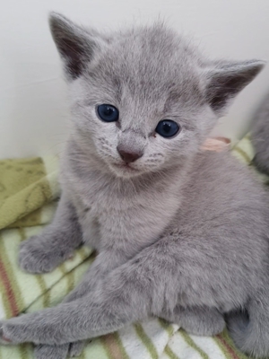 Absolute Schönheiten & total Menschenbezogene Katzenkinder, mit Ahnentafel Bild 15