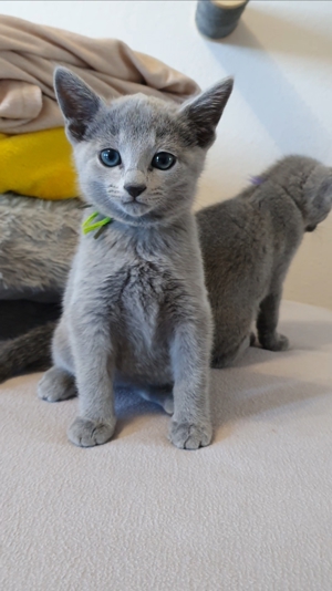 Absolute Schönheiten & total Menschenbezogene Katzenkinder, mit Ahnentafel Bild 2