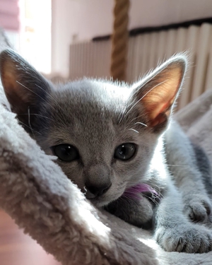 Absolute Schönheiten & total Menschenbezogene Katzenkinder, mit Ahnentafel Bild 18