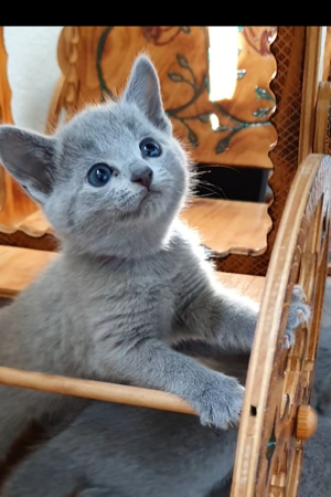 Absolute Schönheiten & total Menschenbezogene Katzenkinder, mit Ahnentafel Bild 6