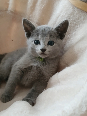 Absolute Schönheiten & total Menschenbezogene Katzenkinder, mit Ahnentafel Bild 3