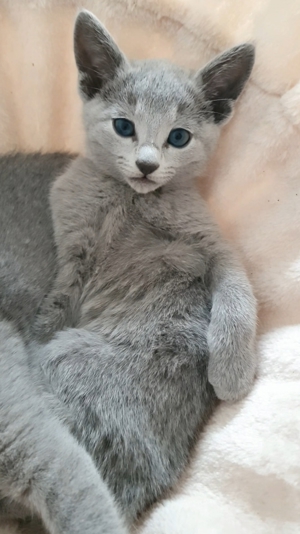 Absolute Schönheiten & total Menschenbezogene Katzenkinder, mit Ahnentafel Bild 16