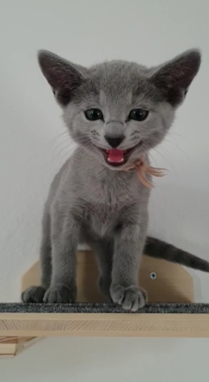 Absolute Schönheiten & total Menschenbezogene Katzenkinder, mit Ahnentafel Bild 9