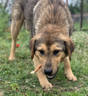 Bruno, geb. ca. 05/2020, lebt in GRIECHENLAND, auf einer privaten Pflegestelle Bild 15