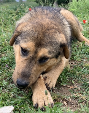 Bruno, geb. ca. 05/2020, lebt in GRIECHENLAND, auf einer privaten Pflegestelle Bild 17