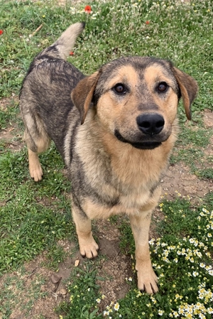 Bruno, geb. ca. 05/2020, lebt in GRIECHENLAND, auf einer privaten Pflegestelle Bild 11