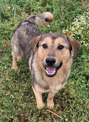 Bruno, geb. ca. 05/2020, lebt in GRIECHENLAND, auf einer privaten Pflegestelle Bild 2