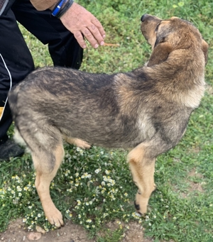 Bruno, geb. ca. 05/2020, lebt in GRIECHENLAND, auf einer privaten Pflegestelle Bild 19