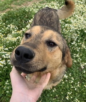 Bruno, geb. ca. 05/2020, lebt in GRIECHENLAND, auf einer privaten Pflegestelle Bild 8